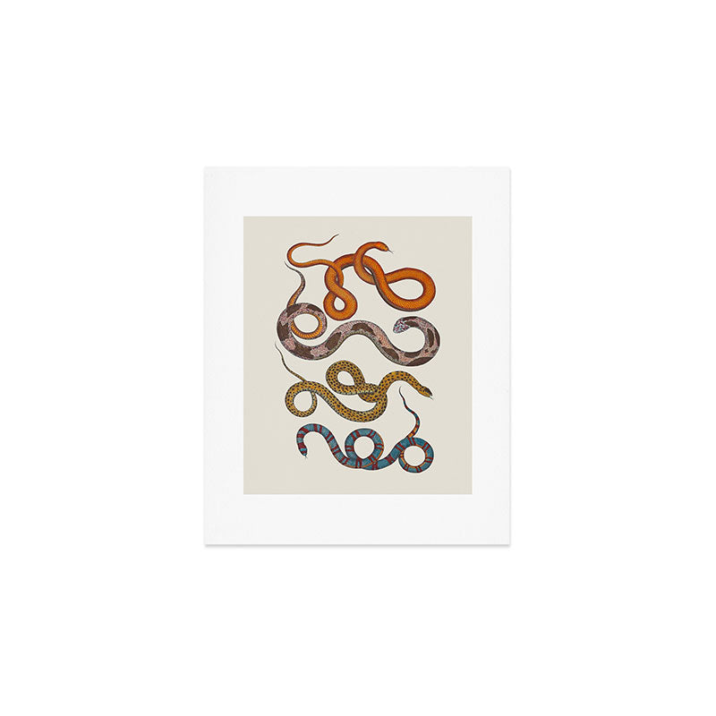 Albertus SEBA four snake scales  Art Print Gallery Image 1