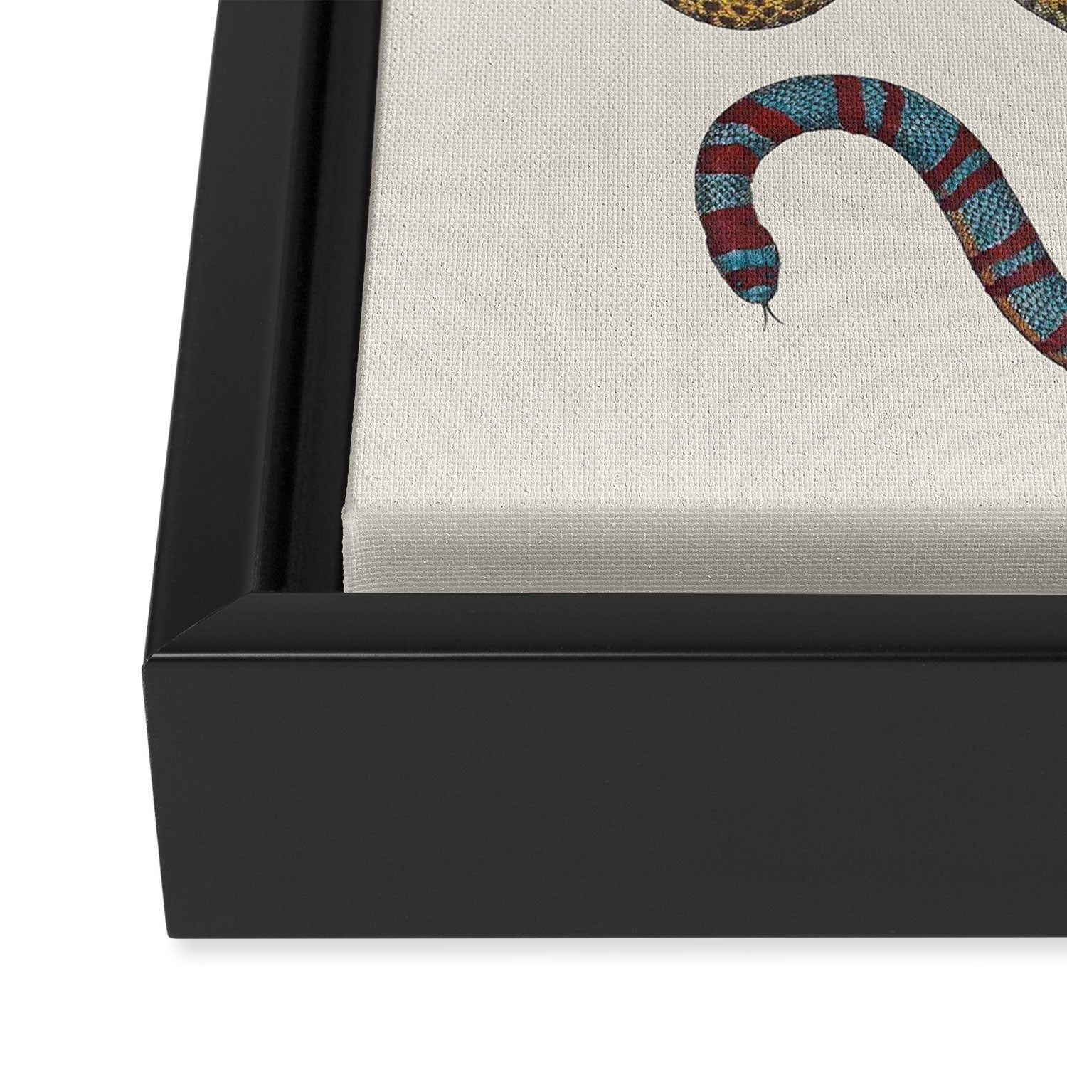 Albertus SEBA four snake scales  Framed Canvas Print Gallery Image 3