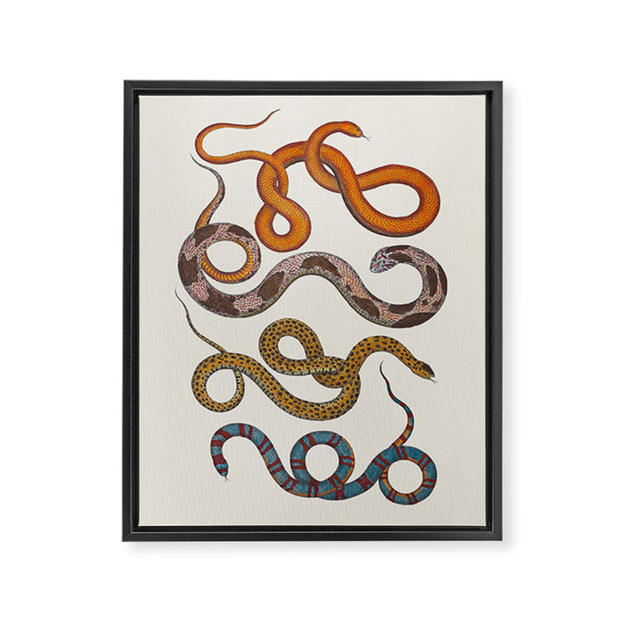 Albertus SEBA four snake scales  Framed Canvas Print Gallery Image 1