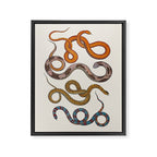 Albertus SEBA four snake scales  Framed Canvas Print Gallery Image 6