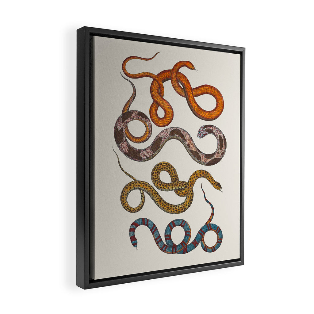 Albertus SEBA four snake scales  Framed Canvas Print Gallery Image 2