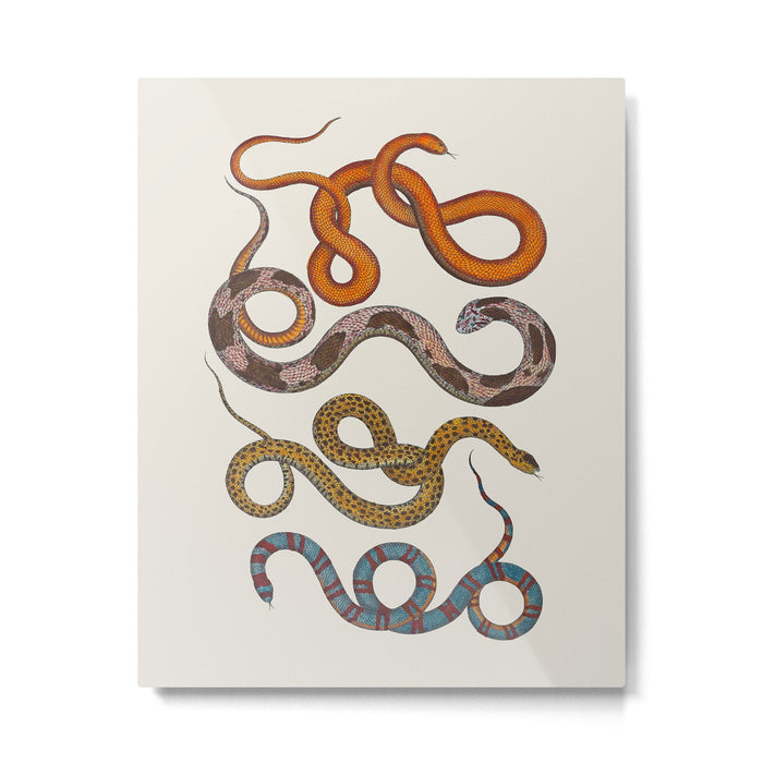 Albertus SEBA four snake scales  Metal Print Gallery Image 1