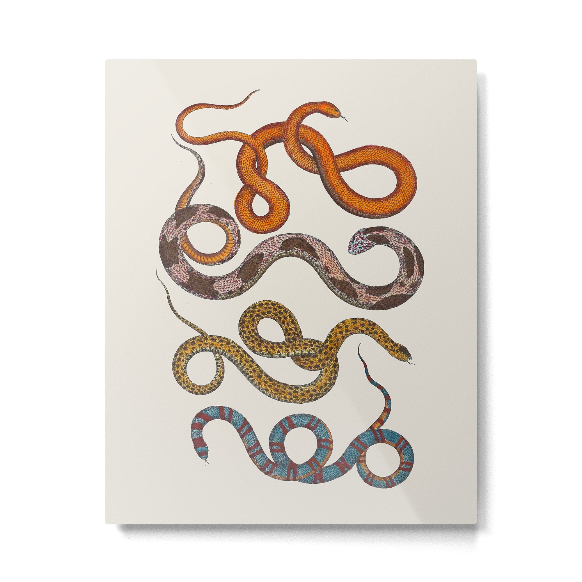 Albertus SEBA four snake scales  Metal Print Gallery Image 4