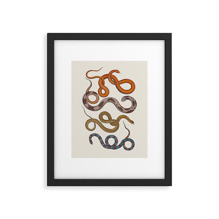 Albertus SEBA four snake scales  Framed Art Print Gallery Image 1