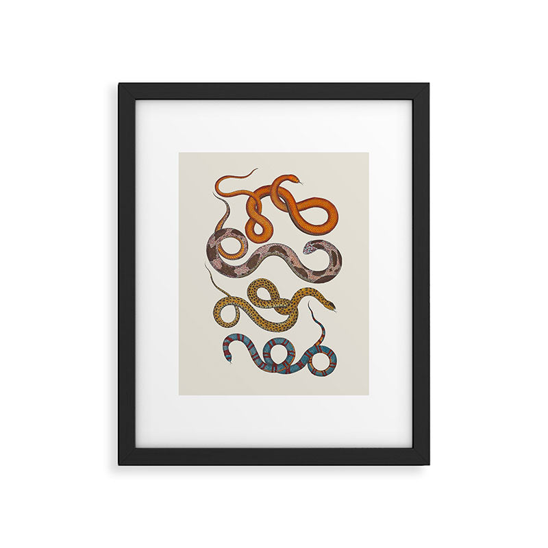 Albertus SEBA four snake scales  Framed Art Print Gallery Image 5