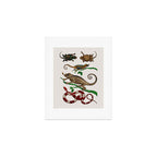 Albertus Seba Iguana And Snakes Art Print Gallery Image 1