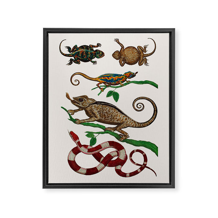 Albertus Seba Iguana And Snakes Framed Canvas Print Gallery Image 1