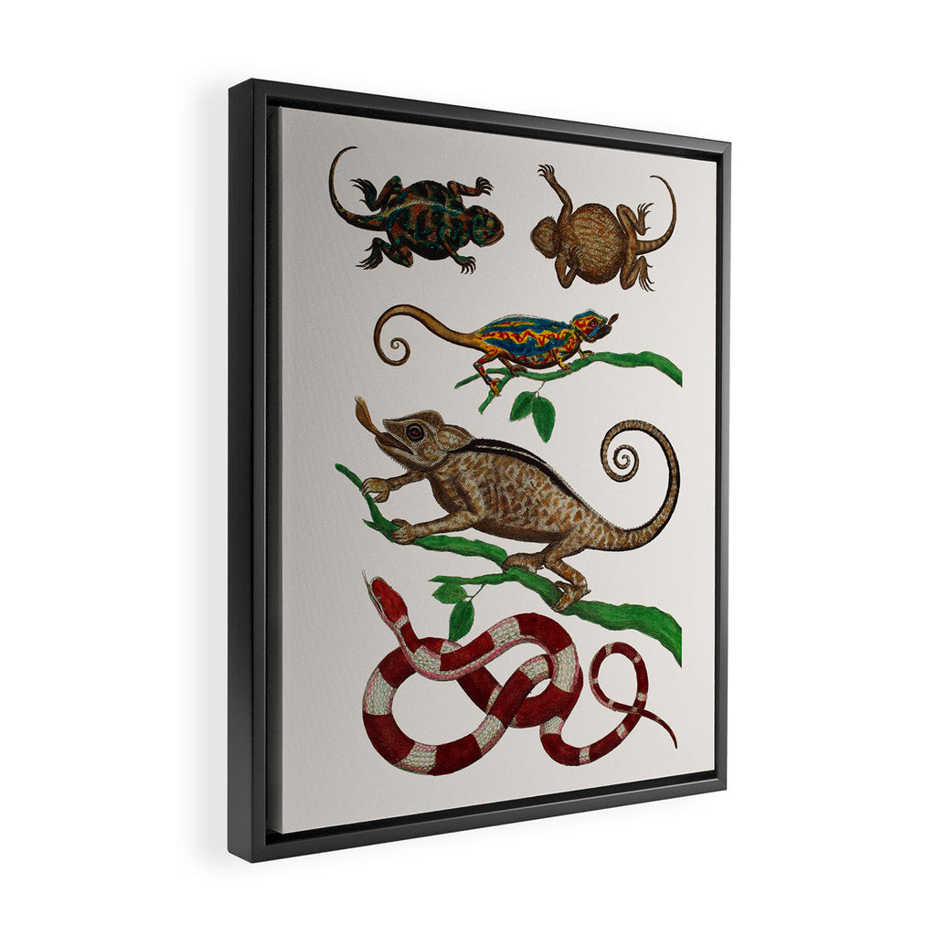 Albertus Seba Iguana And Snakes Framed Canvas Print Gallery Image 2