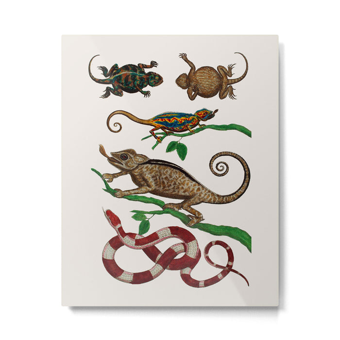 Albertus Seba Iguana And Snakes Metal Print Gallery Image 1