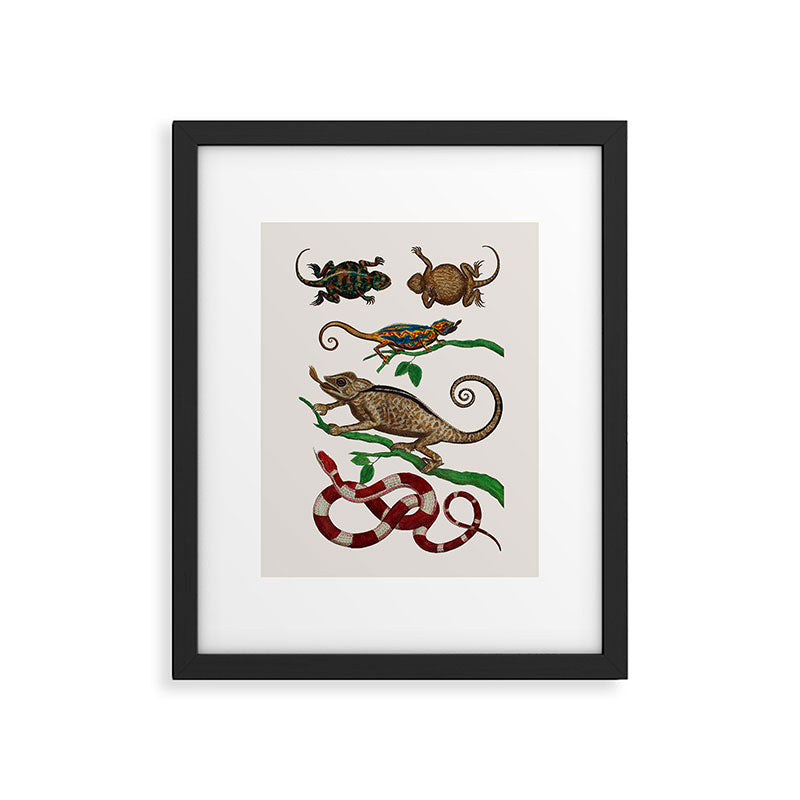 Albertus Seba Iguana And Snakes Framed Art Print Gallery Image 5