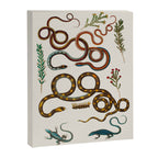 Albertus Seba Snakes And Lizards Canvas Print Gallery Image 6