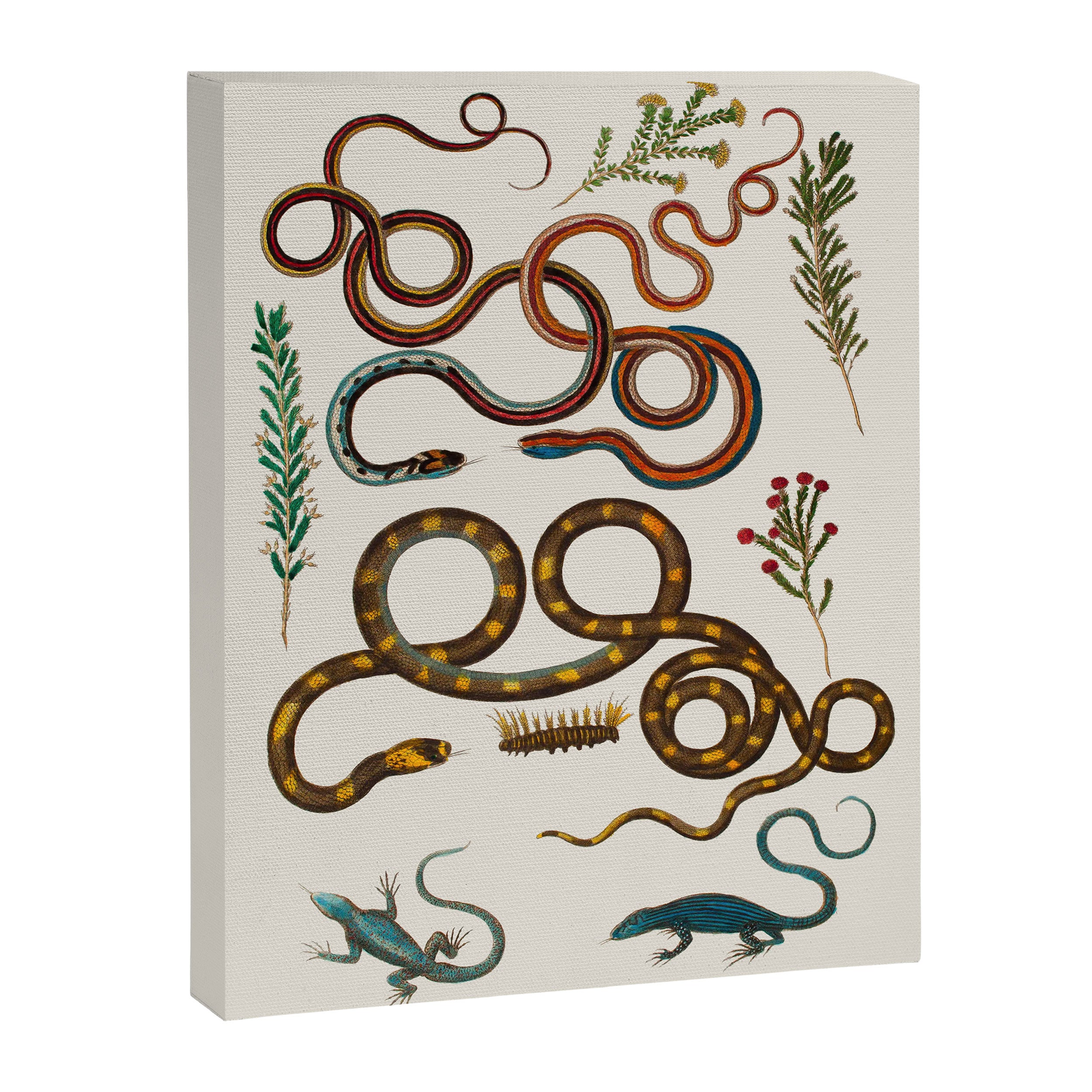 Albertus Seba Snakes And Lizards Canvas Print Gallery Image 6