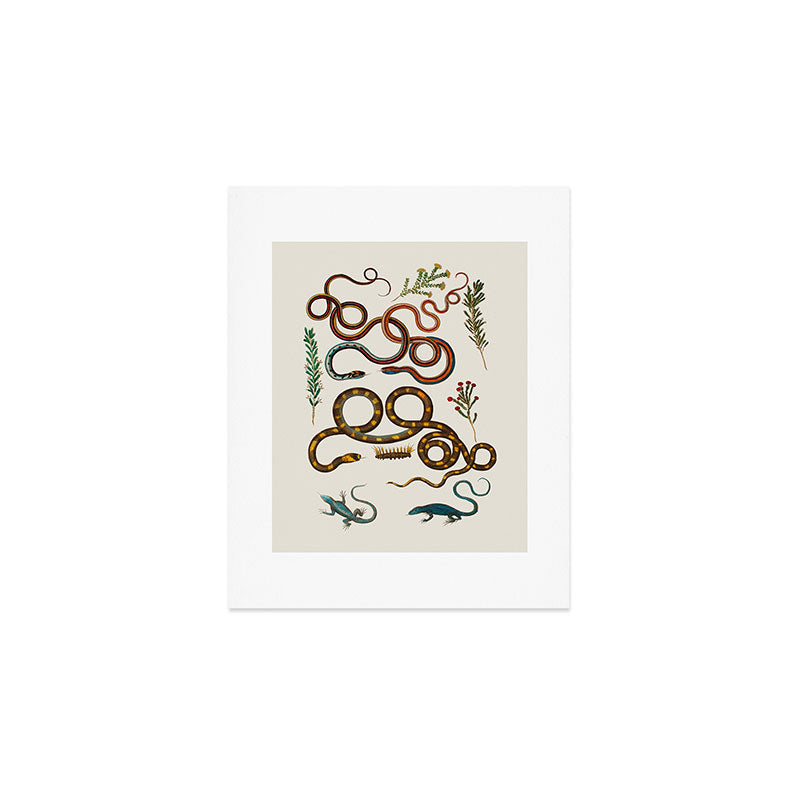 Albertus Seba Snakes And Lizards Art Print Gallery Image 1