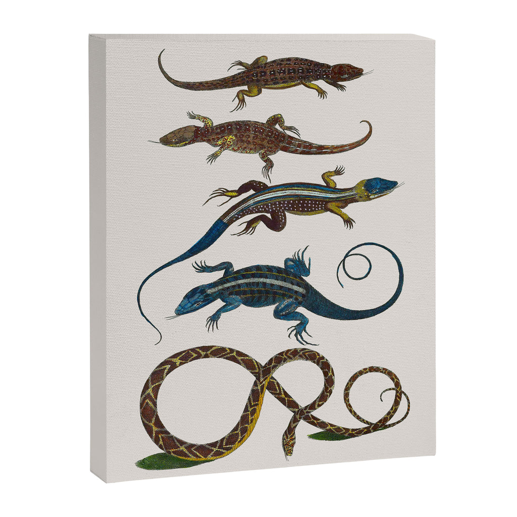 Albertus Seba Snakes And Lizards Blue Canvas Print Gallery Image 6