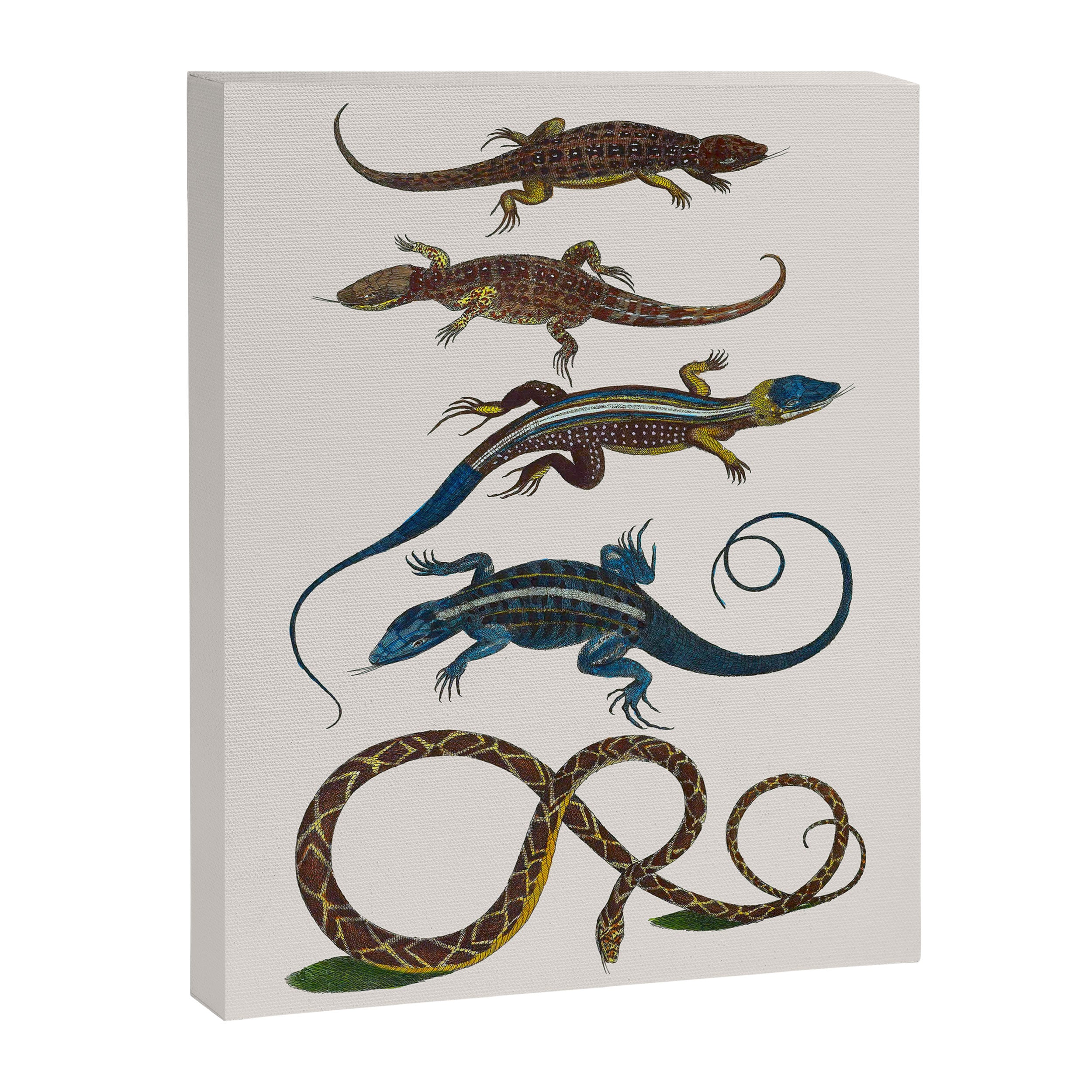 Albertus Seba Snakes And Lizards Blue Canvas Print Gallery Image 6