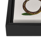 Albertus Seba Snakes And Lizards Blue Framed Canvas Print Gallery Image 3