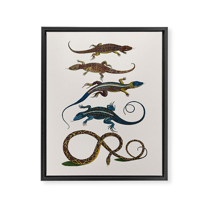 Albertus Seba Snakes And Lizards Blue Framed Canvas Print Gallery Image 1