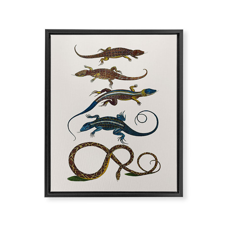 Albertus Seba Snakes And Lizards Blue Framed Canvas Print Gallery Image 6