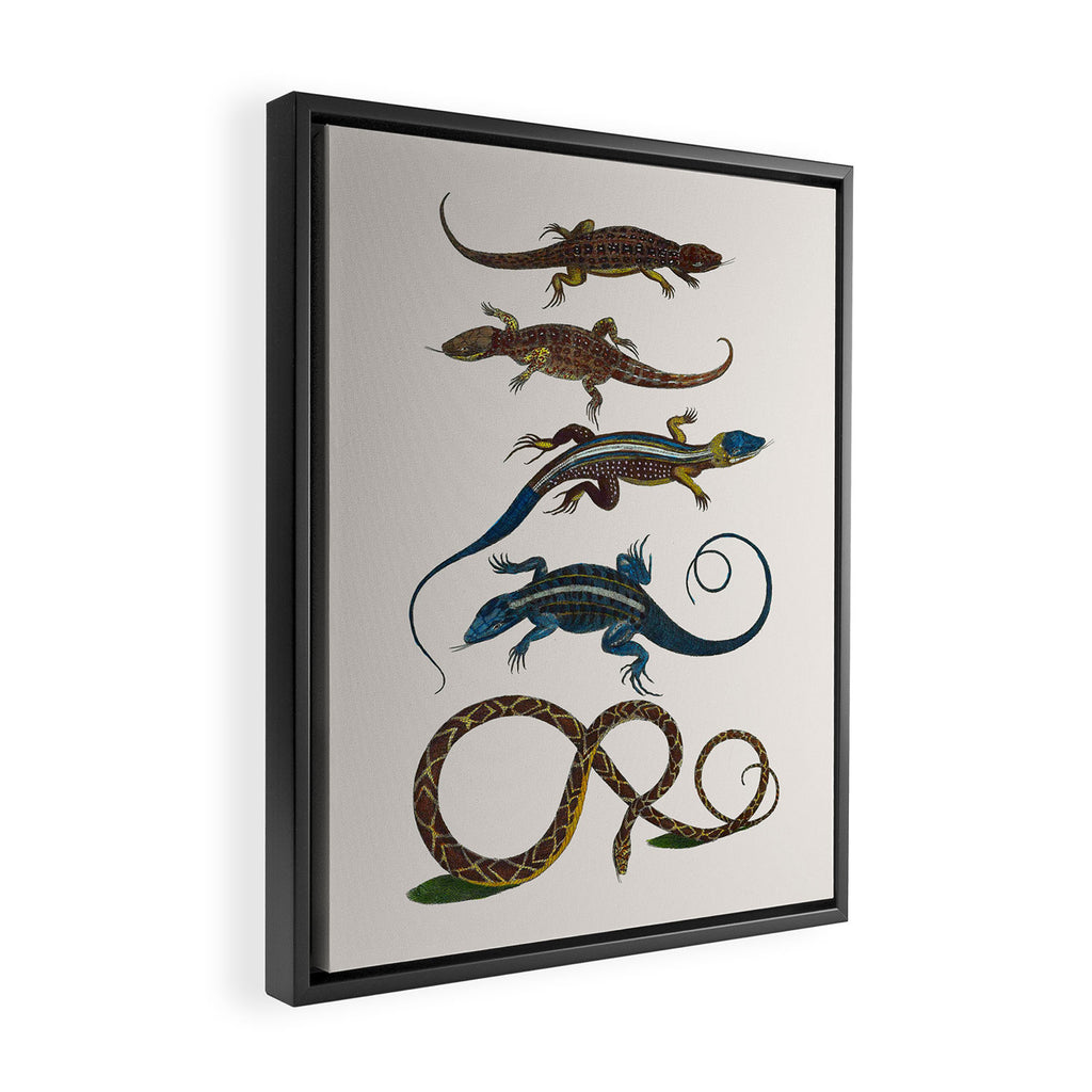 Albertus Seba Snakes And Lizards Blue Framed Canvas Print Gallery Image 2