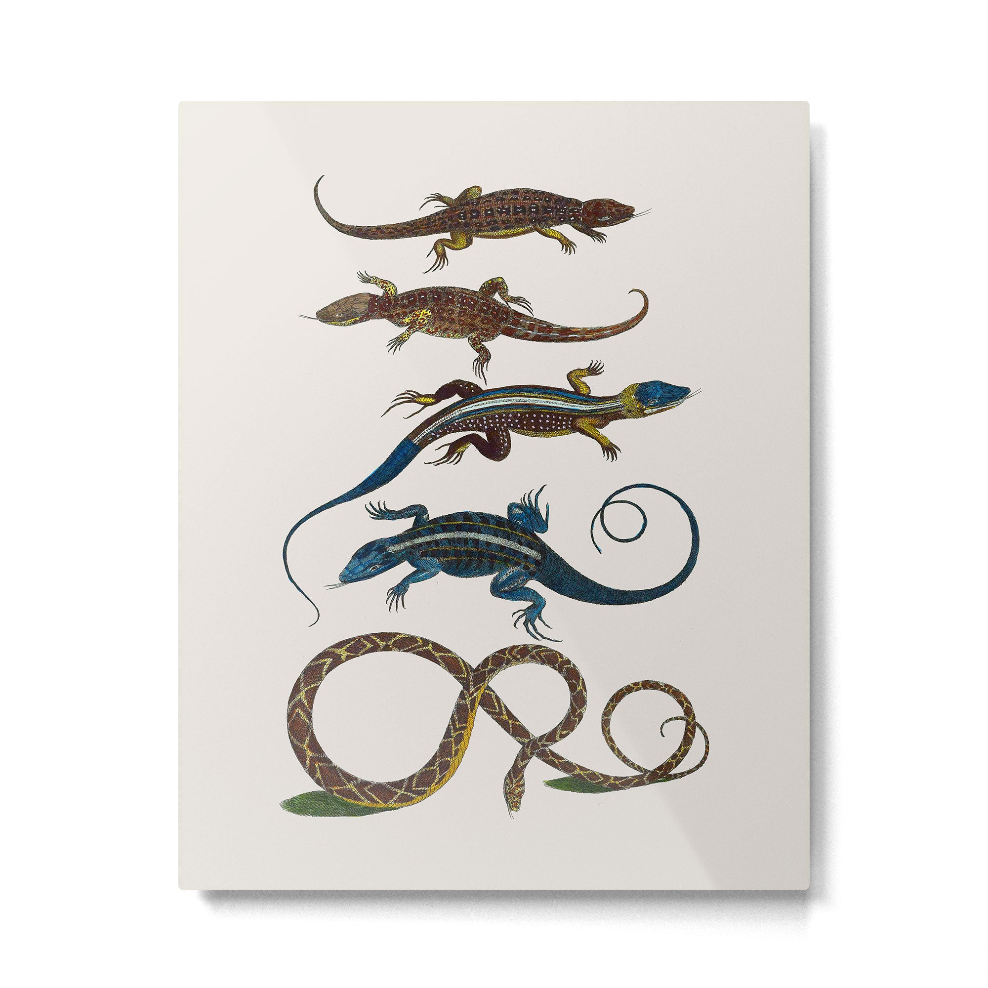 Albertus Seba Snakes And Lizards Blue Metal Print Gallery Image 4
