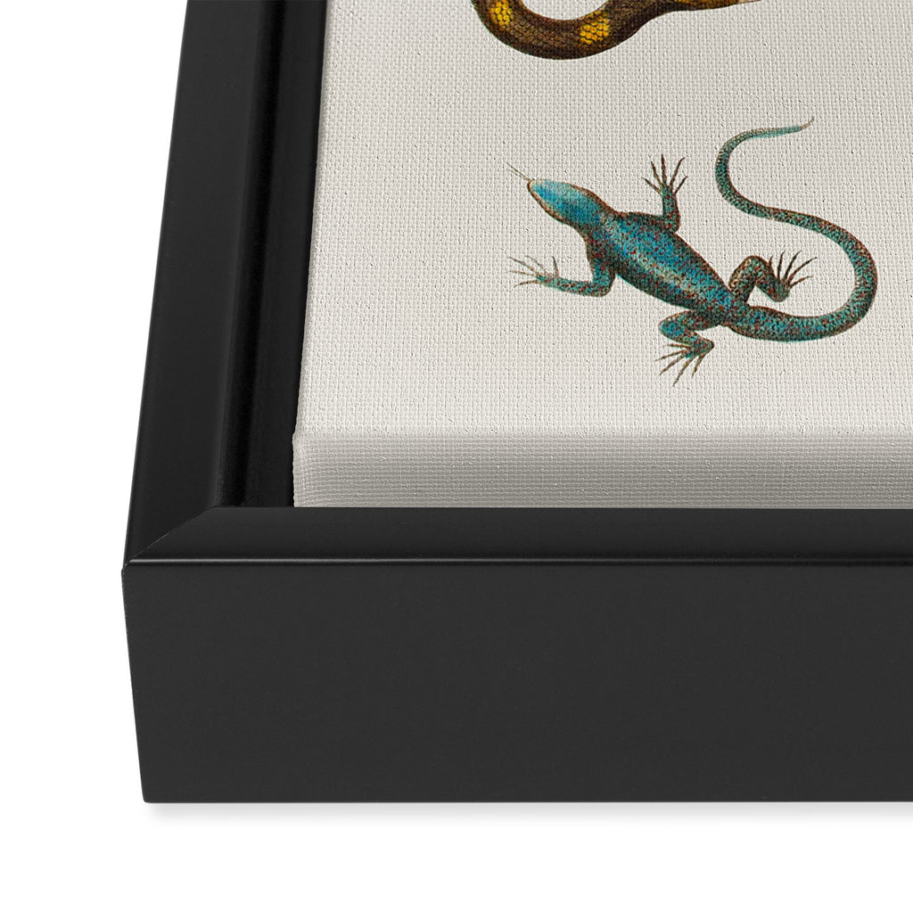 Albertus Seba Snakes And Lizards Framed Canvas Print Gallery Image 3