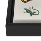 Albertus Seba Snakes And Lizards Framed Canvas Print Gallery Image 3
