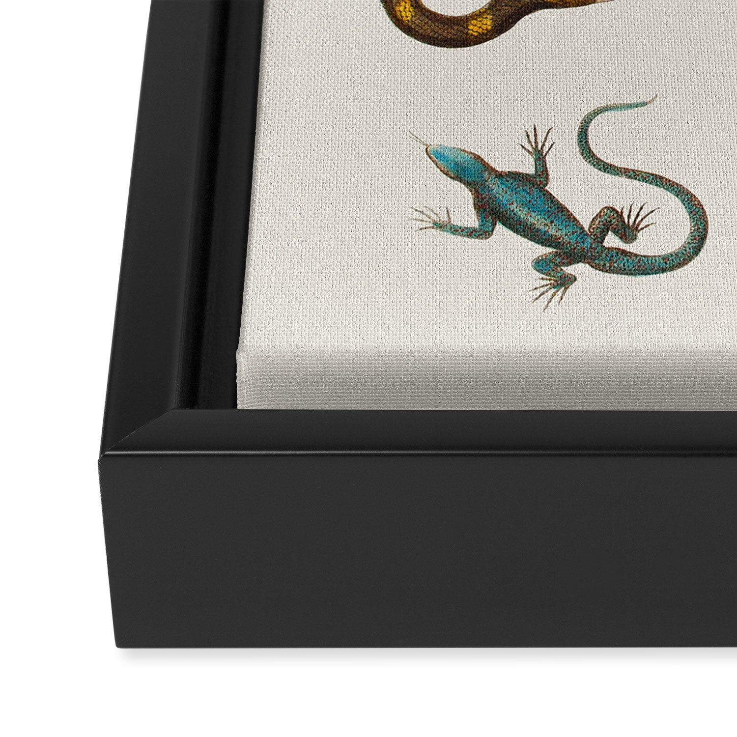 Albertus Seba Snakes And Lizards Framed Canvas Print Gallery Image 3