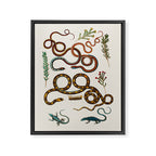 Albertus Seba Snakes And Lizards Framed Canvas Print Gallery Image 6