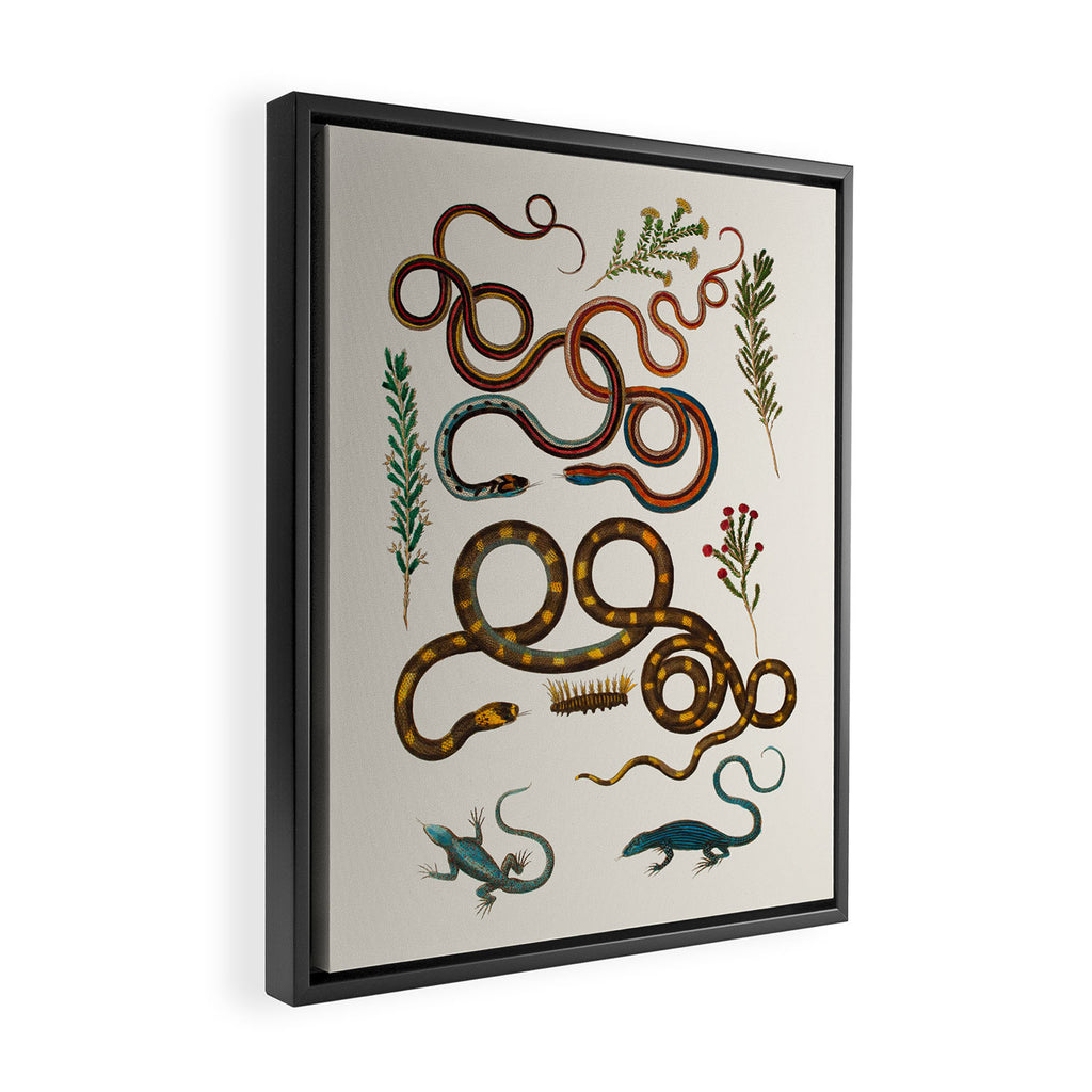 Albertus Seba Snakes And Lizards Framed Canvas Print Gallery Image 2