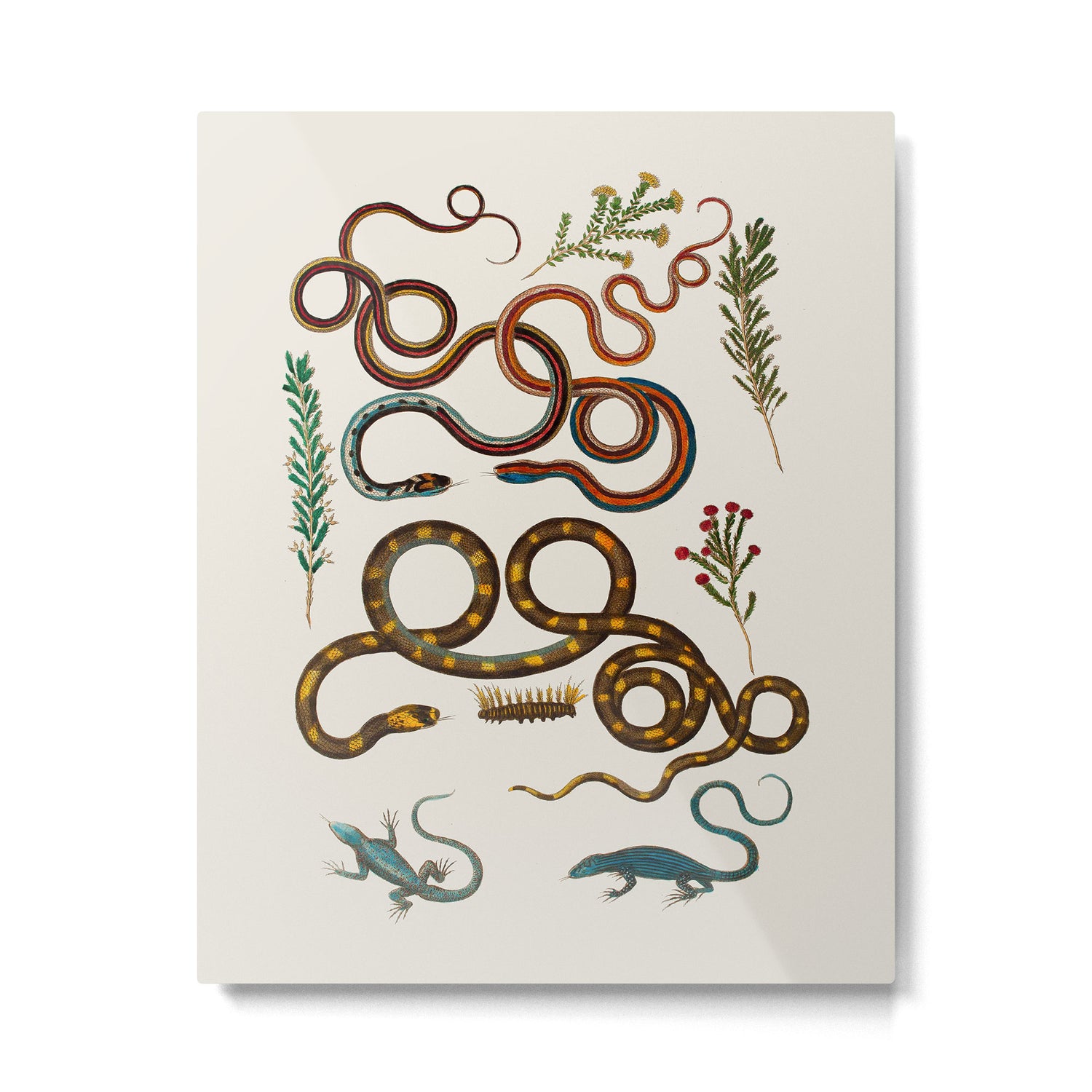 Albertus Seba Snakes And Lizards Metal Print Gallery Image 4