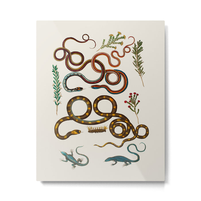 Albertus Seba Snakes And Lizards Metal Print Gallery Image 1