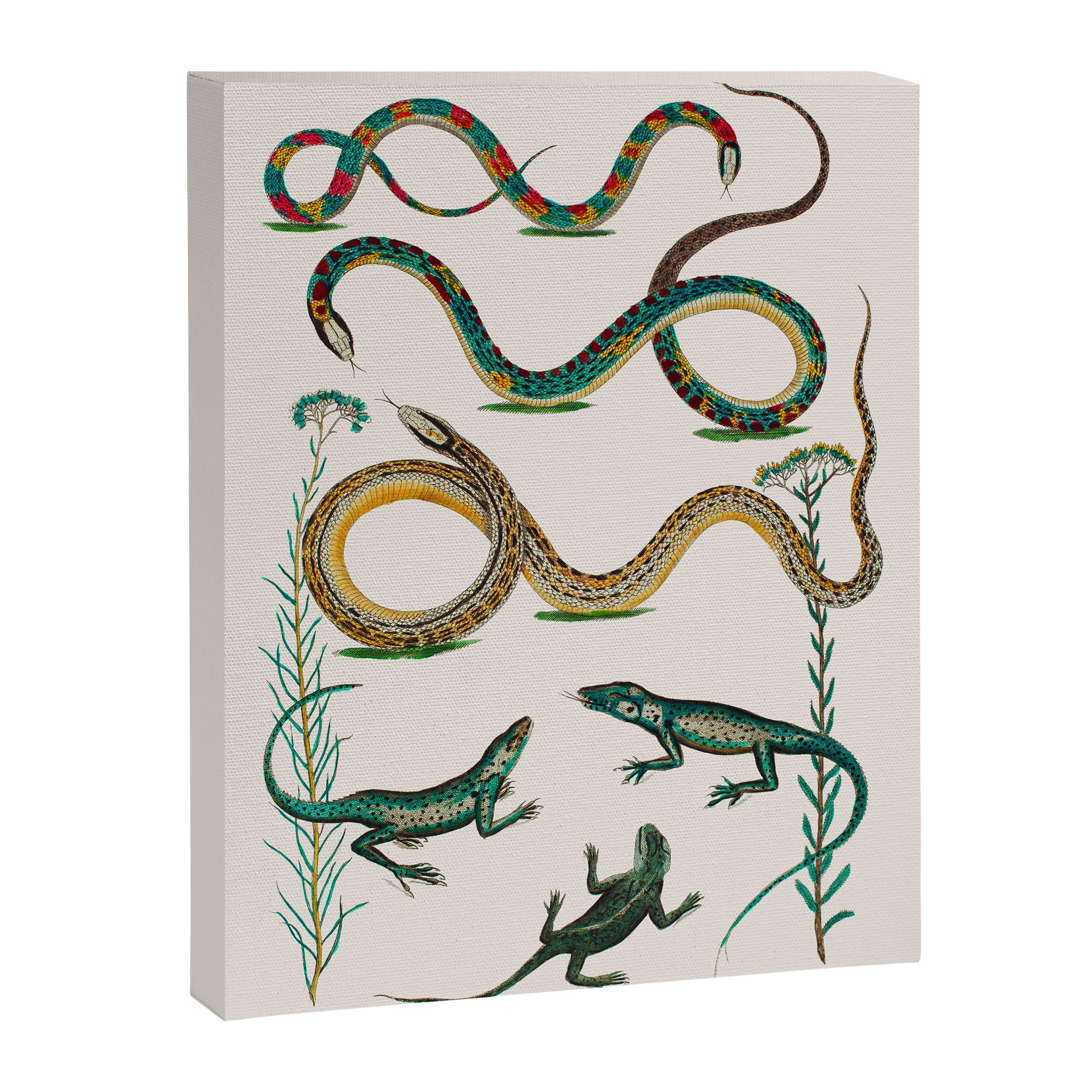 Albertus Seba Snakes And Lizards Teal Canvas Print Gallery Image 6