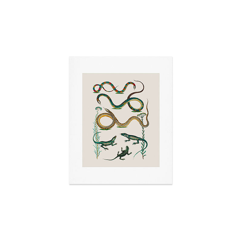 Albertus Seba Snakes And Lizards Teal Art Print Gallery Image 1