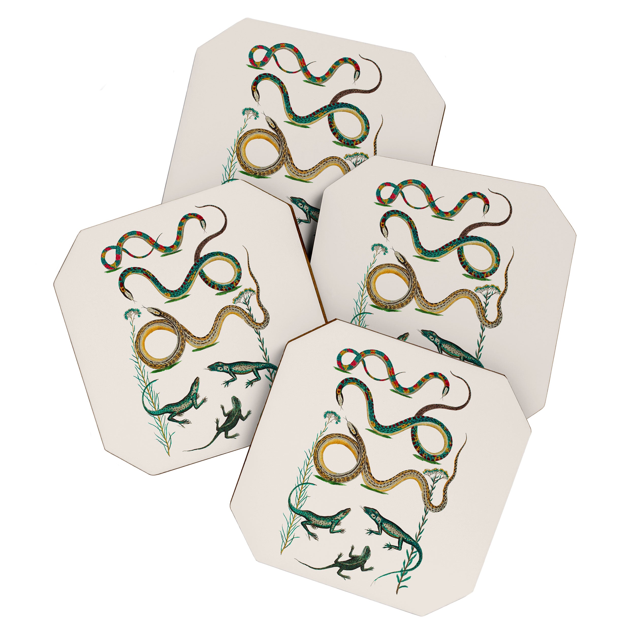 Albertus Seba Snakes And Lizards Teal Coaster Gallery Image 1
