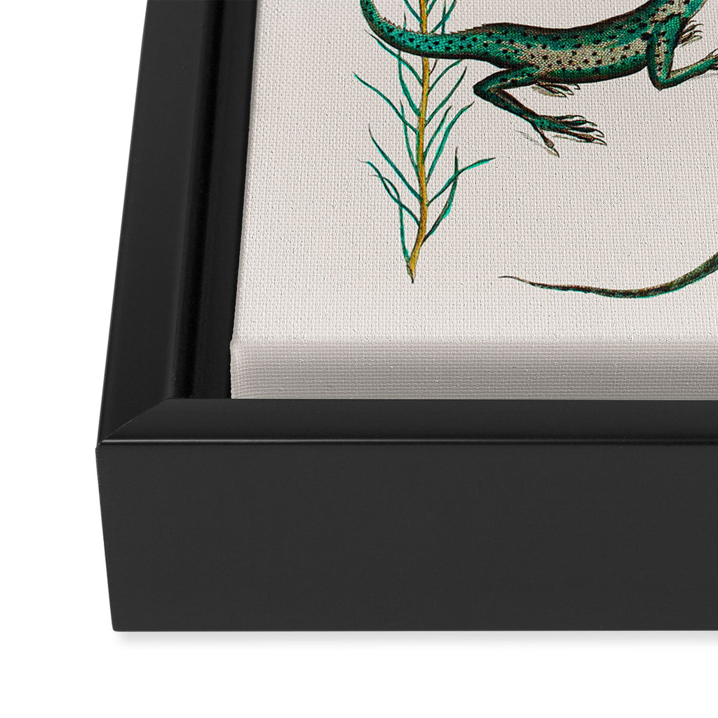 Albertus Seba Snakes And Lizards Teal Framed Canvas Print Gallery Image 3