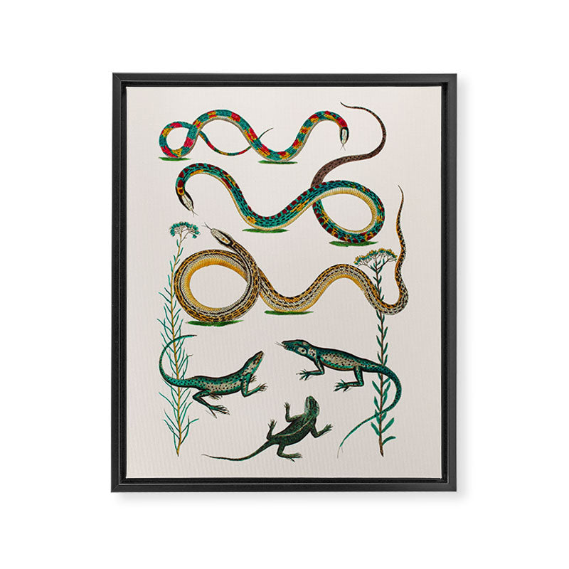 Albertus Seba Snakes And Lizards Teal Framed Canvas Print Gallery Image 6
