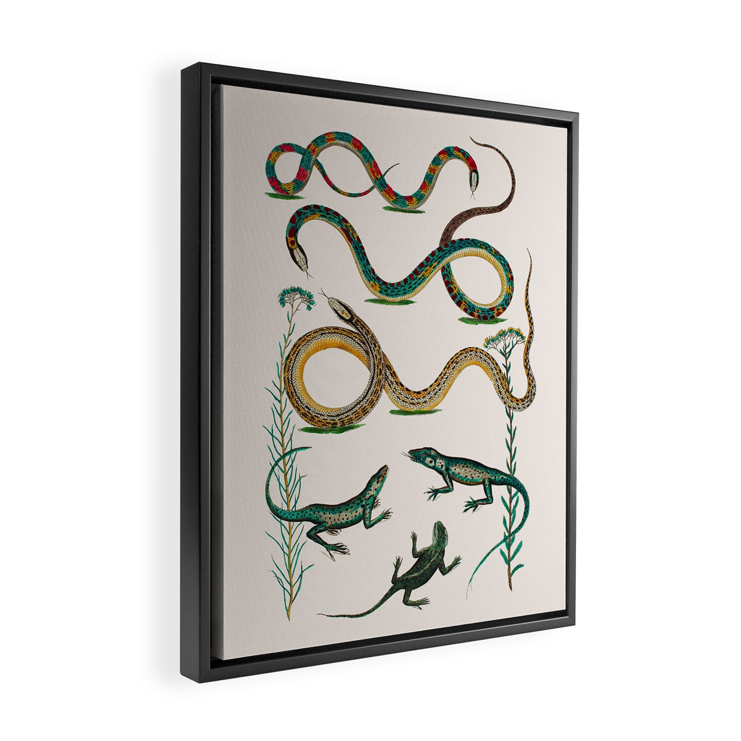 Albertus Seba Snakes And Lizards Teal Framed Canvas Print Gallery Image 2