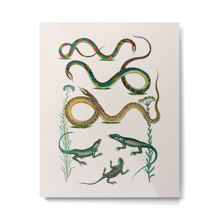 Albertus Seba Snakes And Lizards Teal Metal Print Gallery Image 1