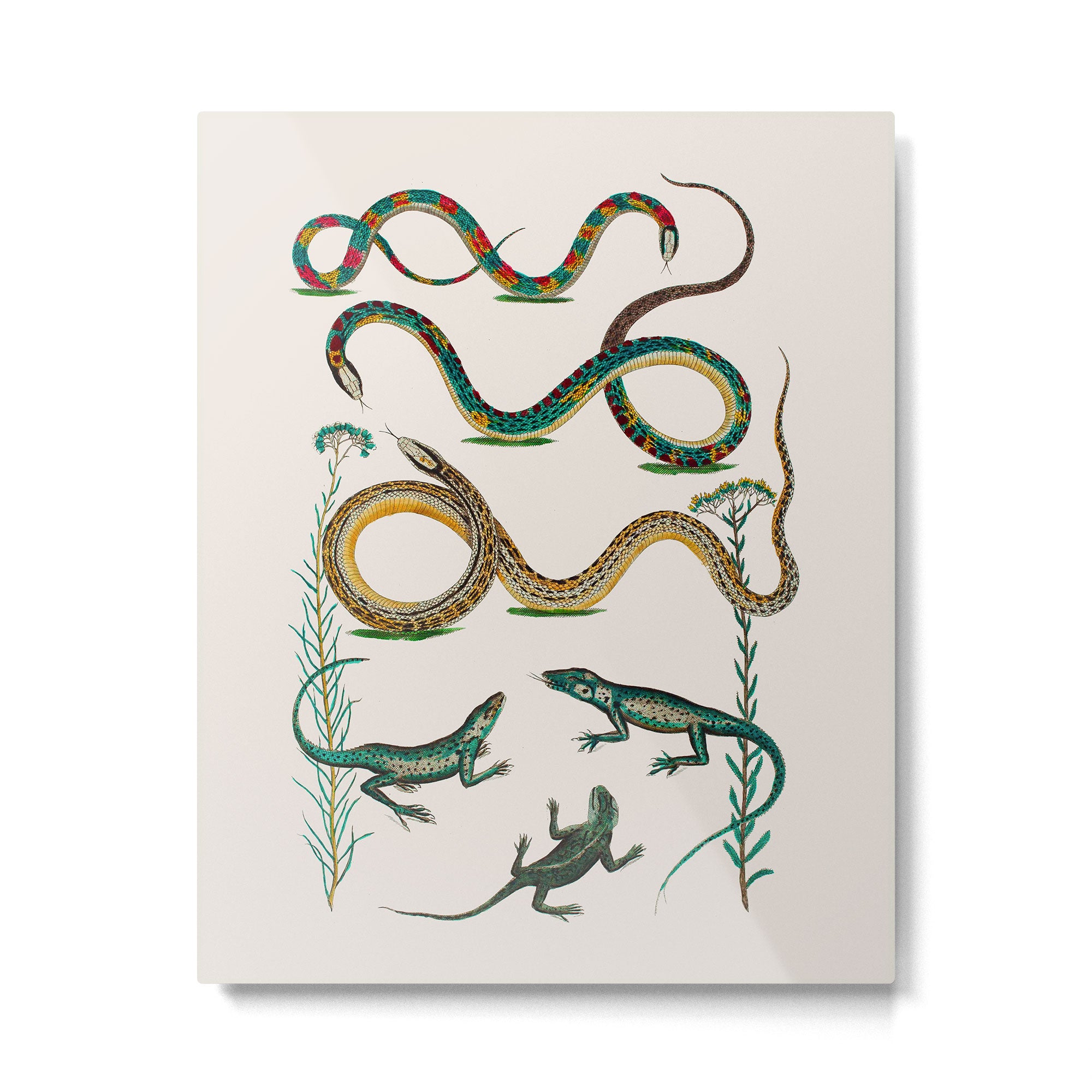 Albertus Seba Snakes And Lizards Teal Metal Print Gallery Image 4