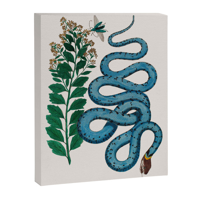 Albertus Seba Snakes Blue Snake  Canvas Print Gallery Image 1