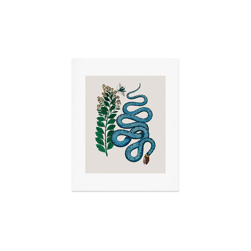Albertus Seba Snakes Blue Snake  Art Print Gallery Image 1