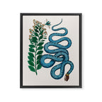 Albertus Seba Snakes Blue Snake  Framed Canvas Print Gallery Image 6