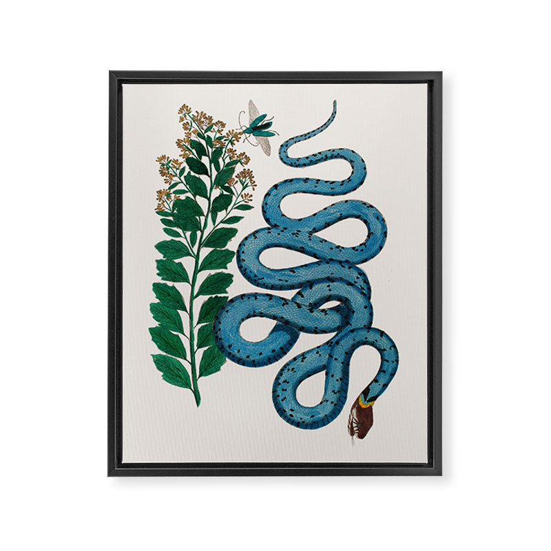 Albertus Seba Snakes Blue Snake  Framed Canvas Print Gallery Image 6