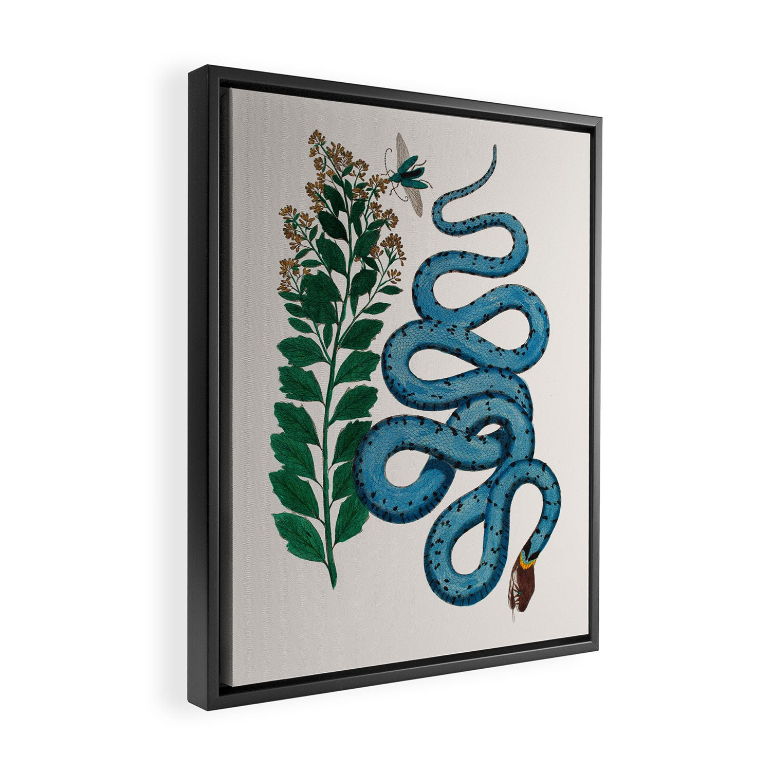 Albertus Seba Snakes Blue Snake  Framed Canvas Print Gallery Image 2