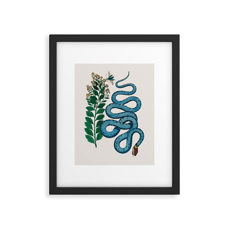 Albertus Seba Snakes Blue Snake  Framed Art Print Gallery Image 5