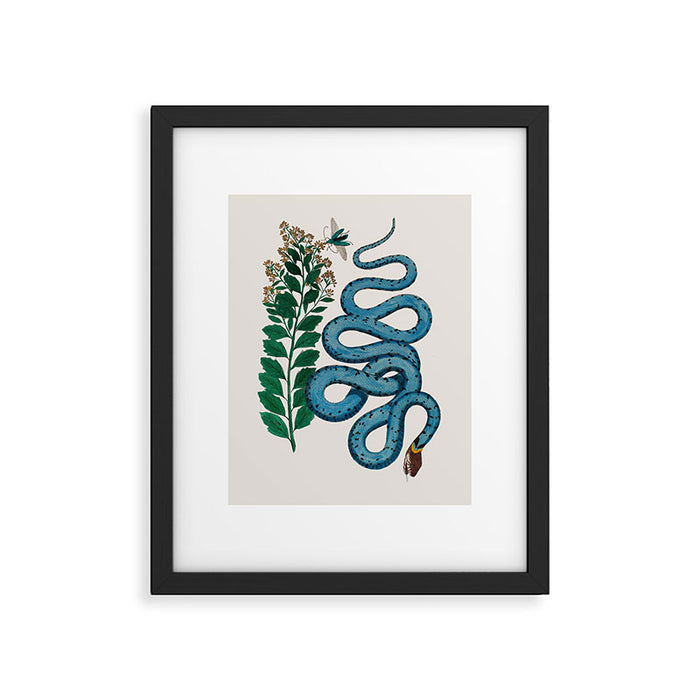 Albertus Seba Snakes Blue Snake  Framed Art Print Gallery Image 1