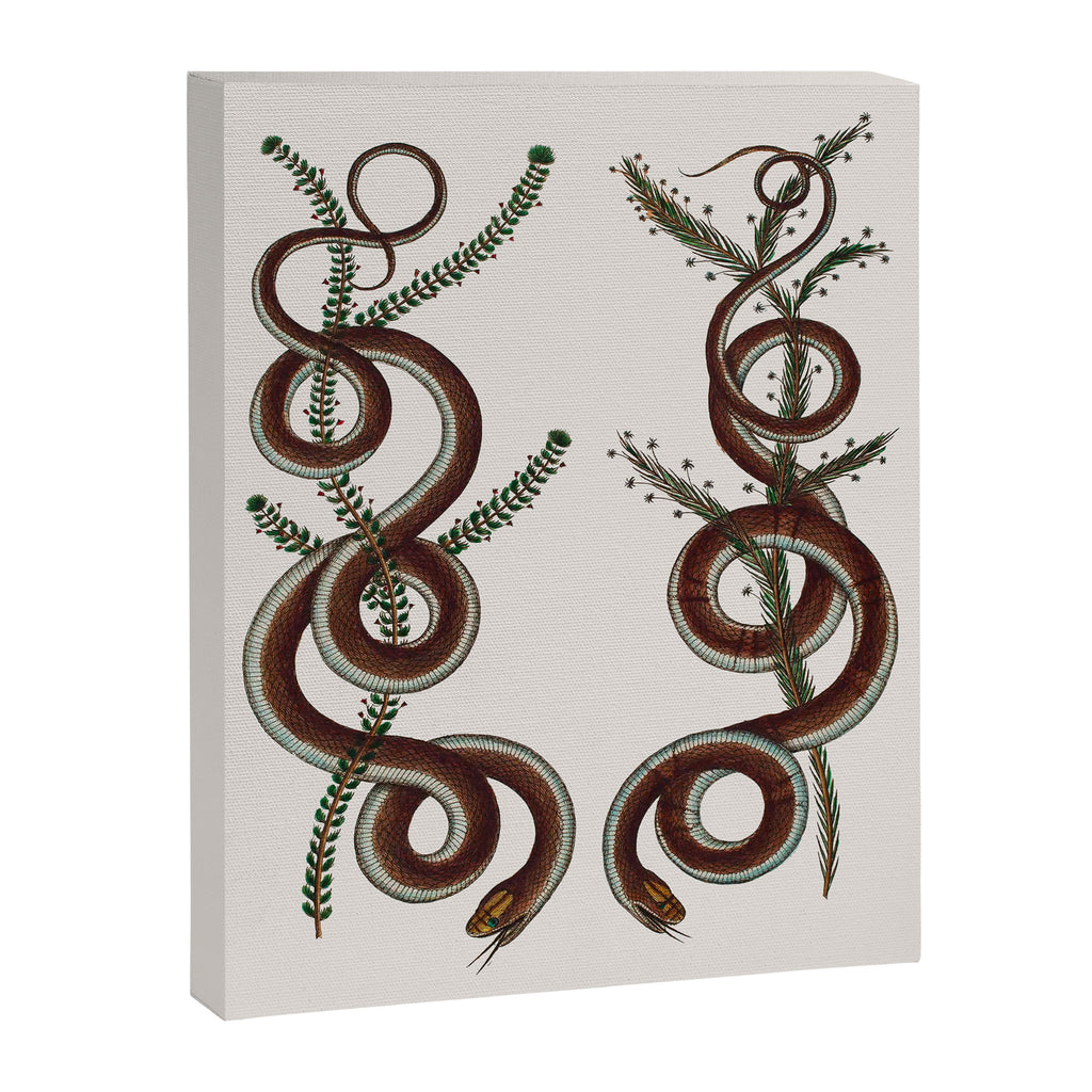 Albertus Seba Snakes  Double Spiral Vines  Canvas Print Gallery Image 6