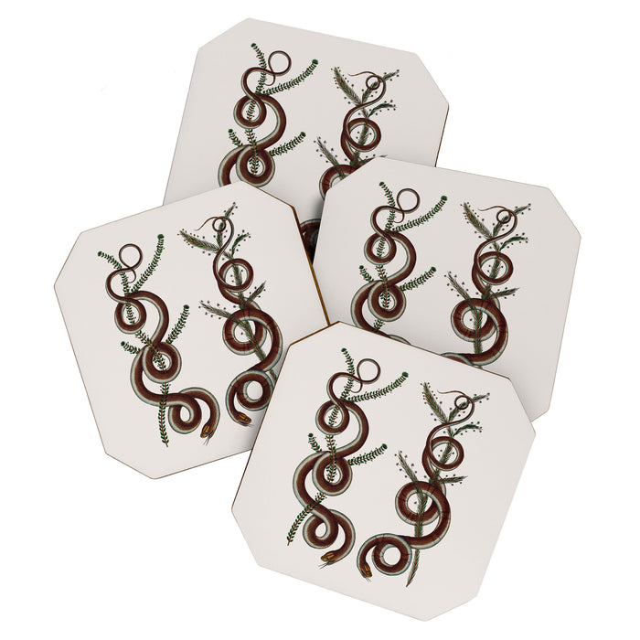 Albertus Seba Snakes  Double Spiral Vines  Coaster Gallery Image 1