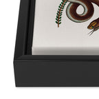 Albertus Seba Snakes  Double Spiral Vines  Framed Canvas Print Gallery Image 3