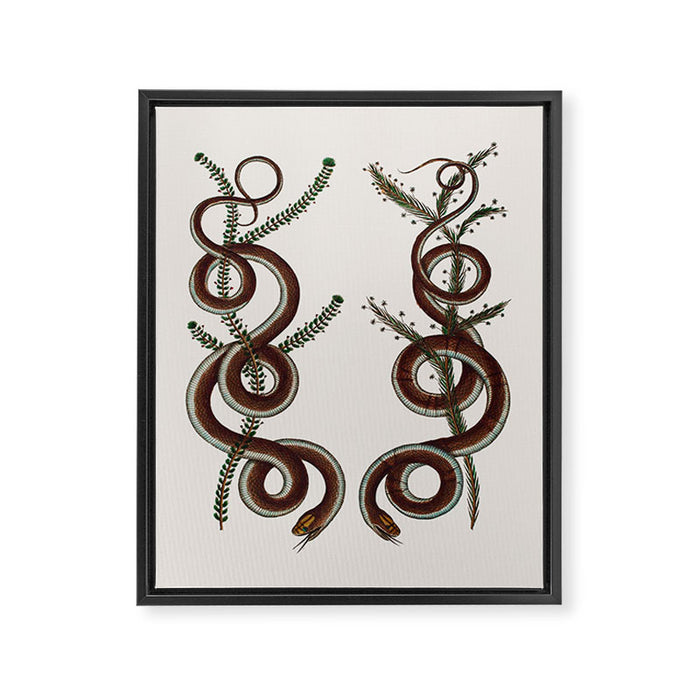 Albertus Seba Snakes  Double Spiral Vines  Framed Canvas Print Gallery Image 1